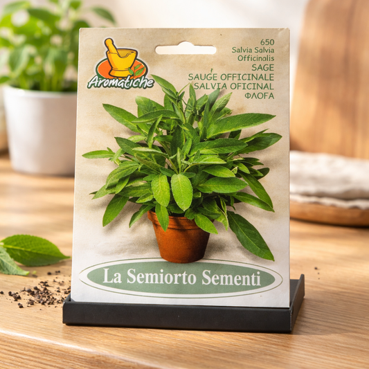 بذور الميرمية (Salvia officinalis)