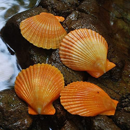 أصداف بحرية طبيعية كبيرة لون برتقالي – عبوة 10 قطعة