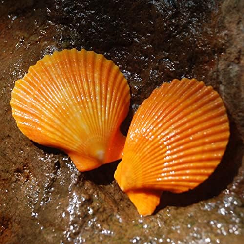 أصداف بحرية طبيعية كبيرة لون برتقالي – عبوة 10 قطعة